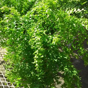 Boston Fern