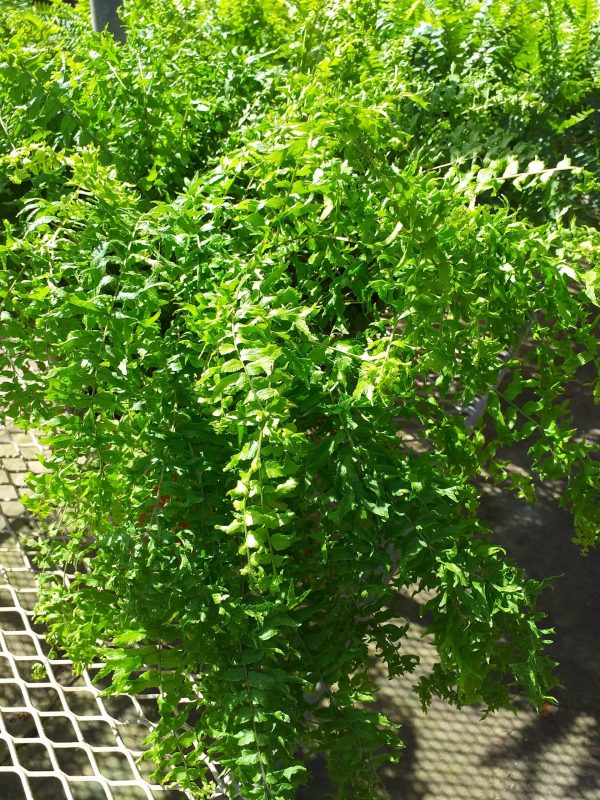 Boston Fern