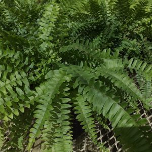 Boston Fern 2