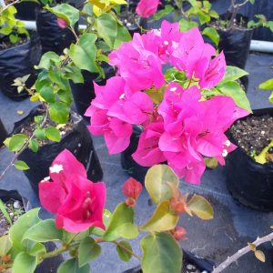 Bougainvillea