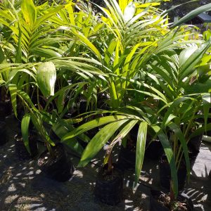 Christmas Palm