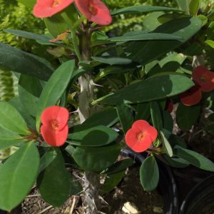 Crown of Thorns