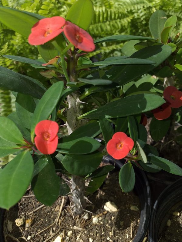 Crown of Thorns
