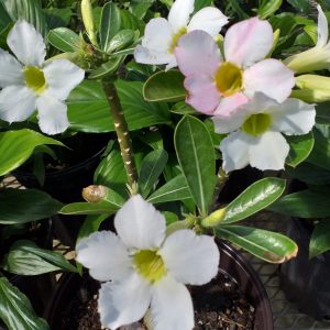 Desert Rose Adenium