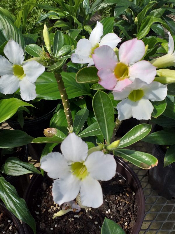 Desert Rose Adenium