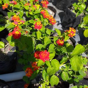 Lantana Sage