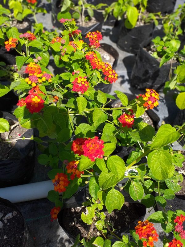 Lantana Sage