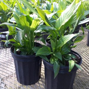 Peace Lily - Spathiphyllum