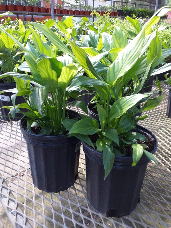 Peace Lily - Spathiphyllum