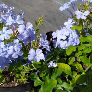 Plumbago