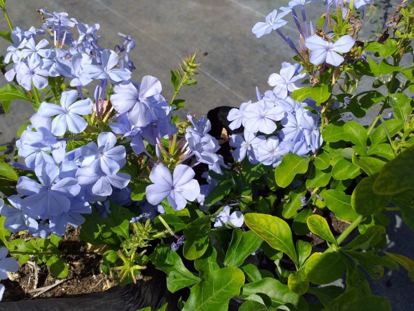 Plumbago